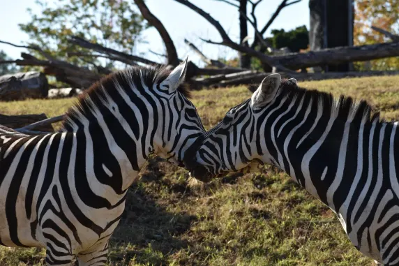 Kasino Slots Cafe Sokongan